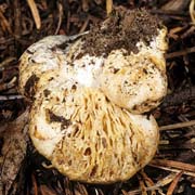 Lactarius crassus